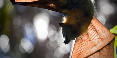 Vampir-Alarm: Flederm&auml;use attackieren Menschen