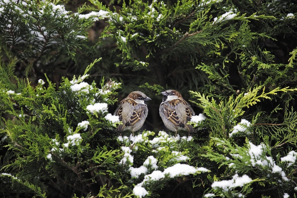 Achtung: Diese Gartenarbeit ist nur noch bis Ende Februar erlaubt