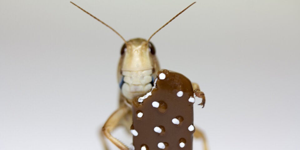In diesen Süßigkeiten stecken bereits Insekten!