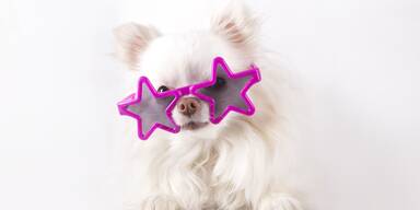 Hund mit Sonnenbrille