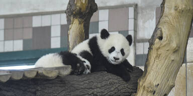 Tiergarten Sch&ouml;nbrunn