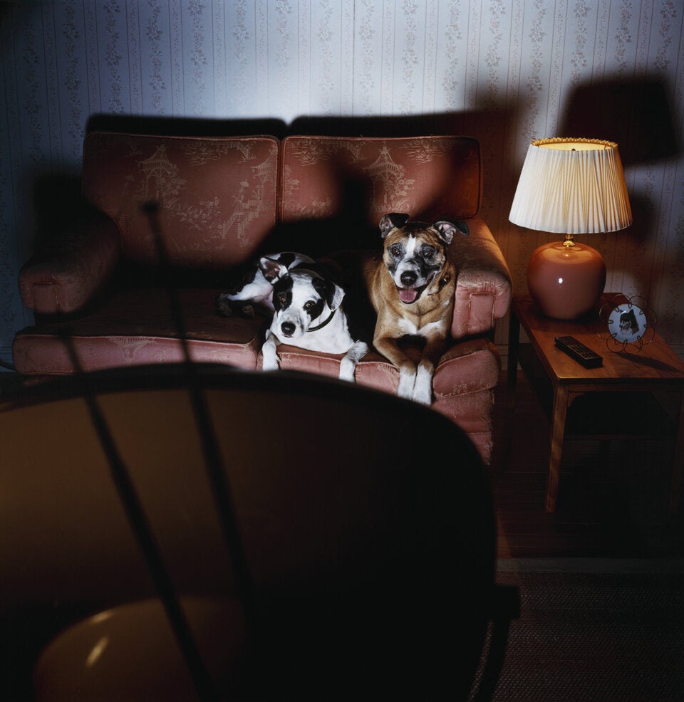 US-Studie: Hunde schauen aktiv Fernsehen