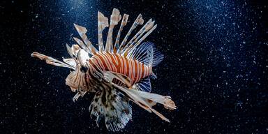 Der giftige Rotfeuerfisch