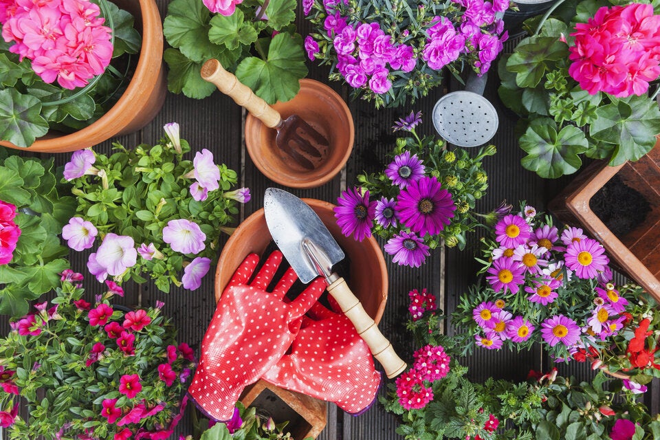 Gartenarbeiten im August