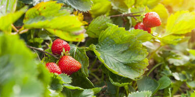 So findet man die besten Erdbeerfelder in NÖ