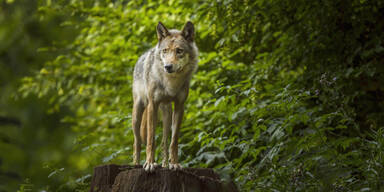 Wolf