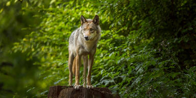 Wolf