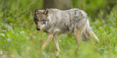 Neue Abschusserlaubnis k&ouml;nnte schon bald folgen.