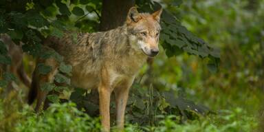 Die Rückkehr des Wolfs - Faszination und Furcht