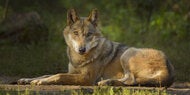 Erster Angriff seit Wiederansiedlung: Wolf beißt Frau in Hamburg