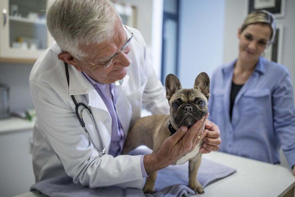 Hund Arzt Klinik Untersuchung
