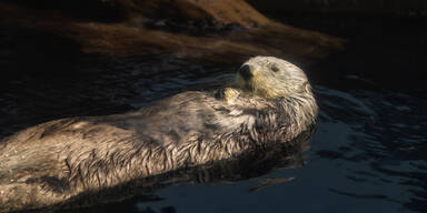 158 Tiere: Biber-Regelung für Abschuss