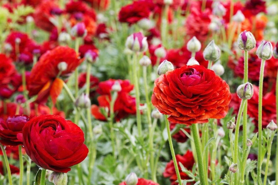 Mai-Blüher: Diese Stauden bringen jetzt Farbe in den Garten