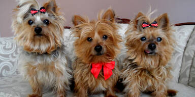 Yorkshireterrier