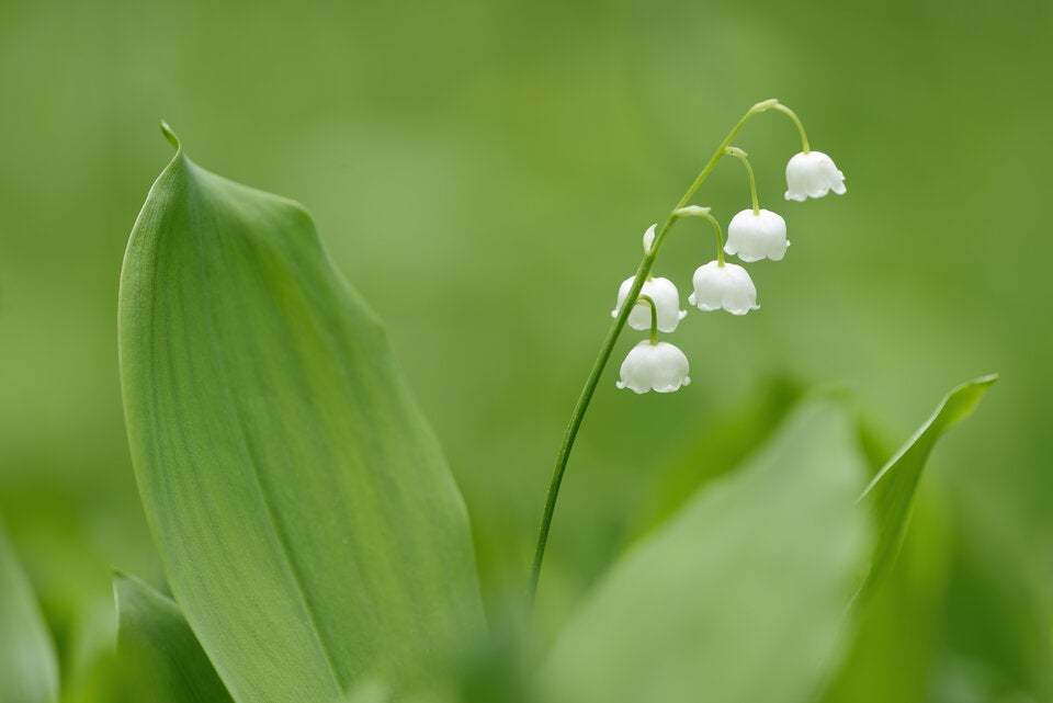Achtung: Diese beliebten Frühlingsblumen sind giftig!