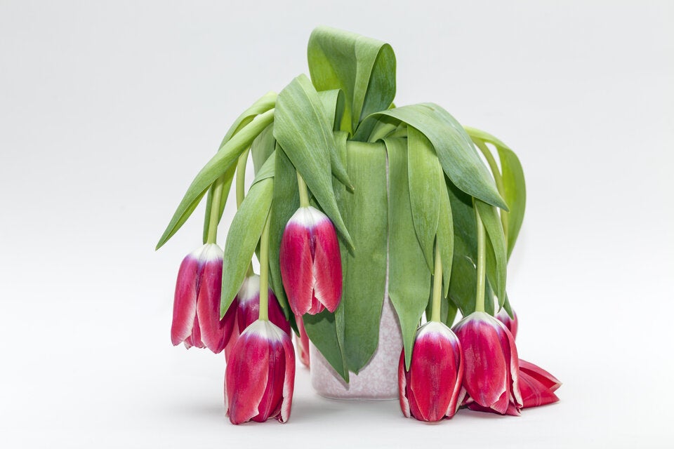 Tulpen im Frühling: Dieser Anti-Schlapp-Trick ist ein Gamechanger