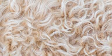 Polen verbietet Pelztierzucht