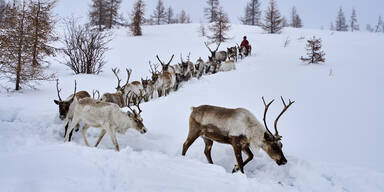 Rentier-Population durch Klimawandel stark gef&auml;hrdet