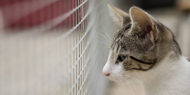 Katze Tierheim