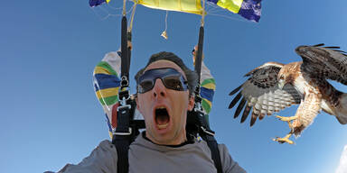 Paragleiter Greifvogel