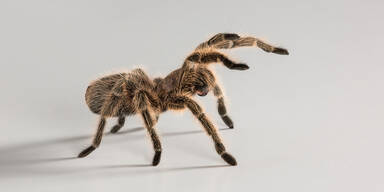 Nach Spinnenbiss: Schule in Tschechien f&uuml;r mehrere Tage geschlossen