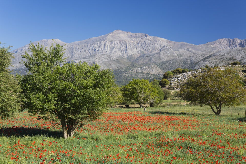 Kreta. Bunte Wildblumenfelder färben die fruchtbare Lasithi-Hochebene in Blau, Rot, Gelb und Violett
