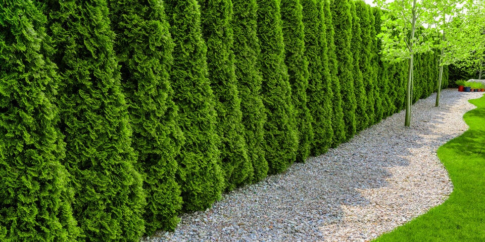 Warnung für den Garten: Hitze lässt Thujen sterben