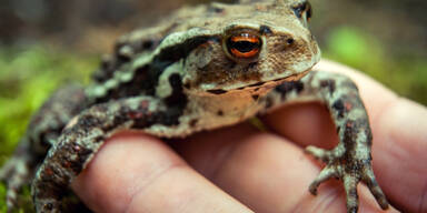 Halloween: Experte warnt vor Krötenschleim
