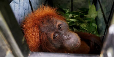 Orang-Utan