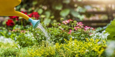 So bereiten Sie Ihren Garten auf die extreme Sommerhitze vor