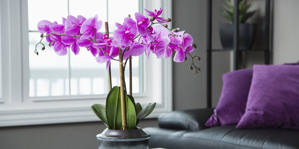 Diese Zimmerpflanzen machen glücklich