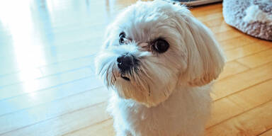 Hund zu laut: Geldstrafe f&uuml;r taubes Ehepaar