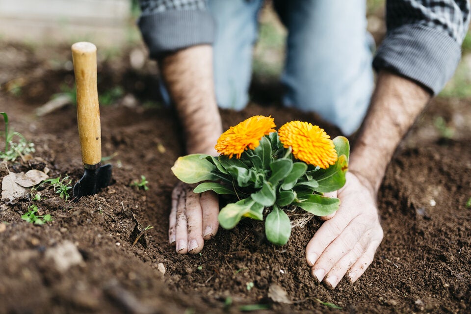 Diese 5 wichtigen Gartenarbeiten stehen im Mai an