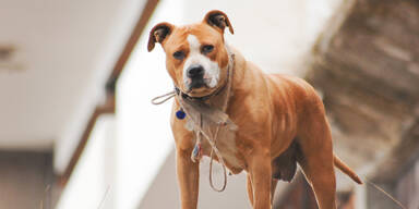 Kampfhund Staffordshire Terrier