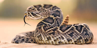 Klapperschlange in der W&uuml;ste