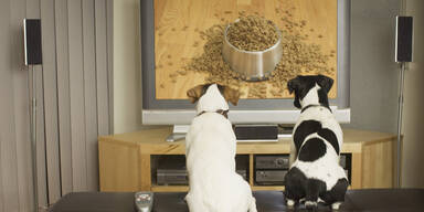US-Studie: Hunde schauen aktiv Fernsehen