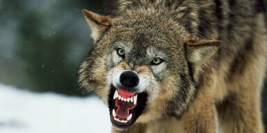 Wolf beißt Bub (6) und schleift ihn durch Wald
