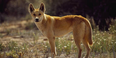 Dingo