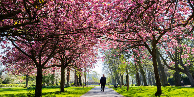 Kirschenblüten in Europa: 7 traumhafte Orte, die Sie unbedingt sehen müssen
