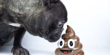 Gackerl-Minenfeld rund um den Humboldt-Platz