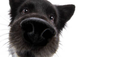 70 bis 98 Prozent Trefferquote: Trainierte Hunde k&ouml;nnen Parkinson erschn&uuml;ffeln