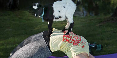 Ziege Yoga