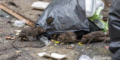 Ratten