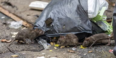 Achtung Ratten und Tauben: Was tun, um Sch&auml;dlingen vorzubeugen?