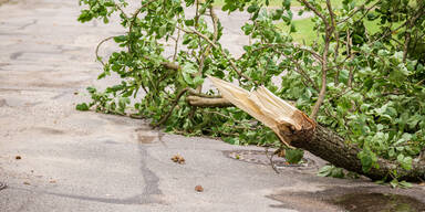 Tragischer Unfall: F&ouml;rster von Baum erschlagen