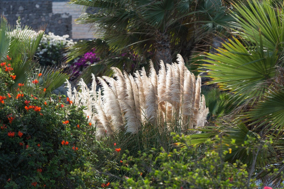 Gartentrend 2026: Diese Pflanzen machen Ihren Garten sofort luxuriös