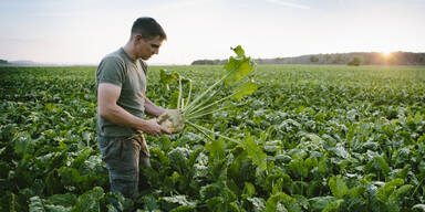 Zuckerr&uuml;ben-Anbaufl&auml;che schrumpft massiv