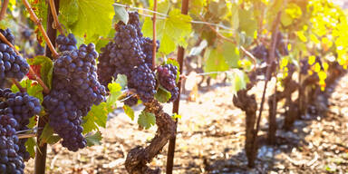 Weintrauben trotzen Klimawandel gut