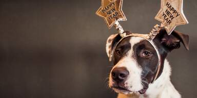 Silvester 2025: Schutz für Tiere statt Knallerei