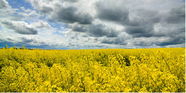 Erdfloh gefährdet Rapsanbau